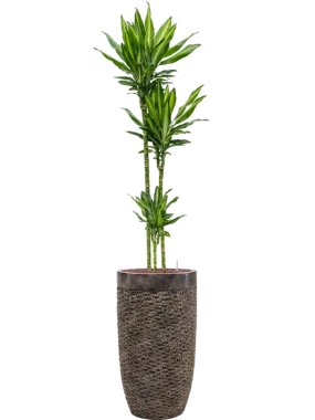 Dracaena fragrans 'Cintho' in Baq Luxe Lite Universe Layer Office Plant With Pot 190cm Height 32cm Dia