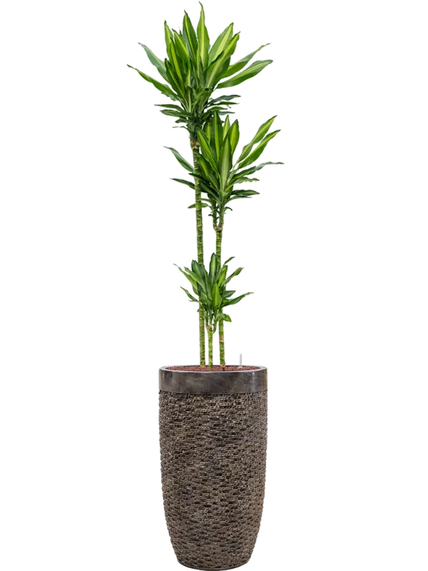 Dracaena fragrans 'Cintho' in Baq Luxe Lite Universe Layer Office Plant With Pot 190cm Height 32cm Dia