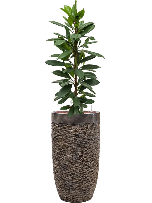 Ficus cyathistipula in Baq Luxe Lite Universe Layer Office Plant With Pot 151cm Height 32cm Dia