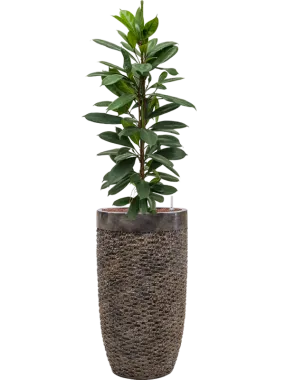 Ficus cyathistipula in Baq Luxe Lite Universe Layer Office Plant With Pot 151cm Height 32cm Dia