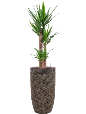 Yucca elephantipes in Baq Luxe Lite Universe Layer Office Plant With Pot 166cm Height 32cm Dia