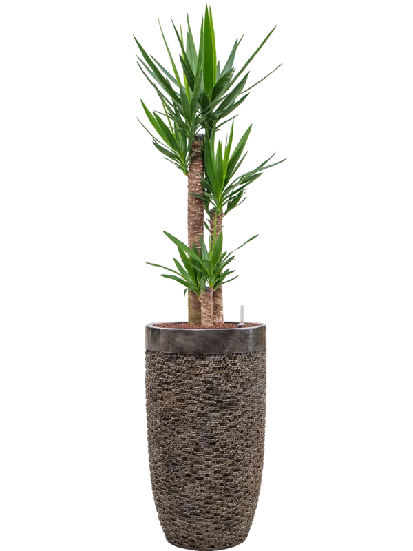 Yucca elephantipes in Baq Luxe Lite Universe Layer Office Plant With Pot 166cm Height 32cm Dia